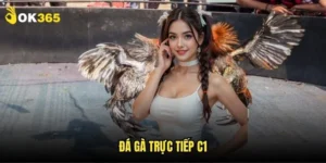 Đá gà trực tiếp C1 Ok365: Giải đấu hàng đầu 3 Đá gà trực tiếp C1