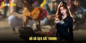 Đá gà cựa sắt Thomo Ok365: Hấp dẫn từng giây 9 Đá gà cựa sắt Thomo