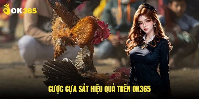 Đá gà cựa sắt Thomo Ok365: Hấp dẫn từng giây 3 Cược cựa sắt hiệu quả trên Ok365