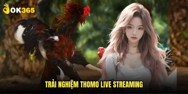 Đá gà Thomo Ok365: Sân chọi sôi động nhất 2 Trải nghiệm Thomo live streaming